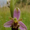 Ophrys apifera